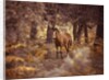 Wild Horse, New Forest by Assaf Frank